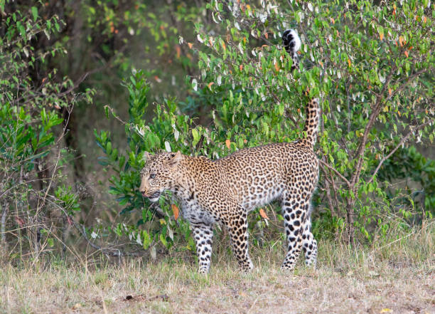 istock Leopard walking in Masai Mara Kenya 1073048490
