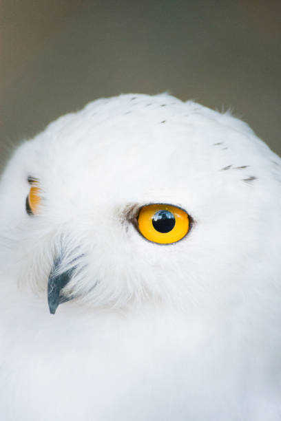 istock Snowy Owl Portrait 1073049488