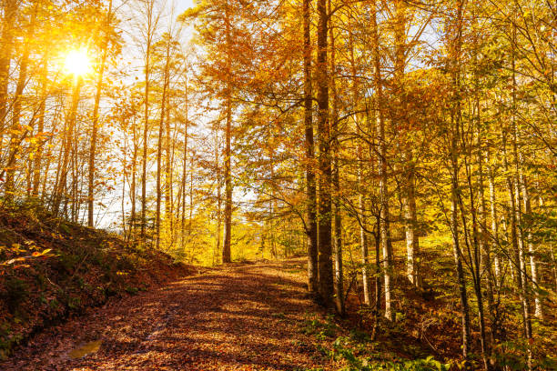 istock Natural forest with multi colored autumn leaves 1073049652
