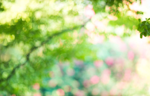 istock nature green tree bokeh blur focus background 1073053548