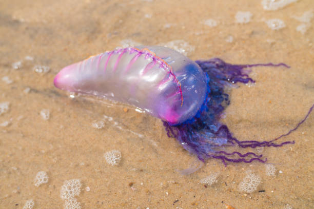istock Jellyfish on sea foam 1073054626