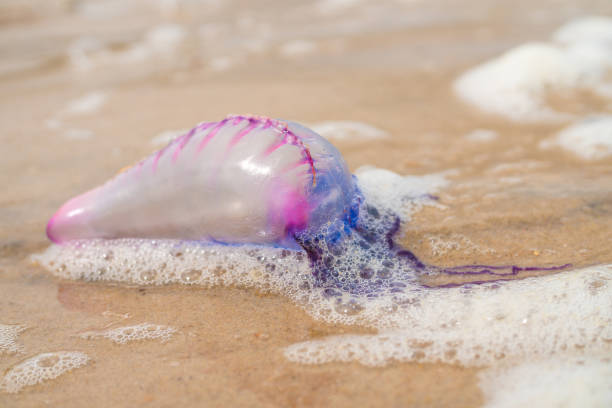 istock Jellyfish on sea foam 1073054674