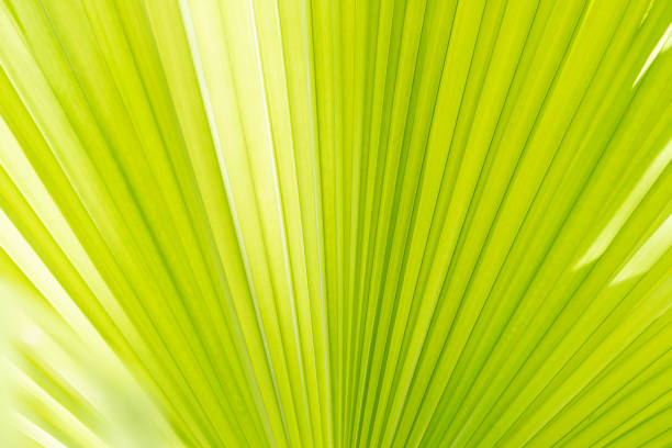 istock Abstract background from closeup of palm leaf texture with sunlight. Nature backdrop. 1073059736