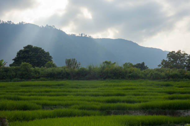 Beautiful rice fields in Lake Toba, Sumatra. Light rays shine through clouds. Beautiful rice fields in Lake Toba, Sumatra. Light rays shine through clouds. danau toba lake stock pictures, royalty-free photos & images