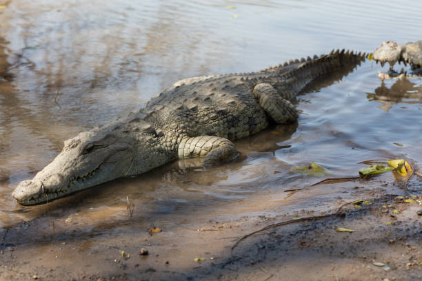 istock Sacred crocodile, Burkina Faso 1073070392
