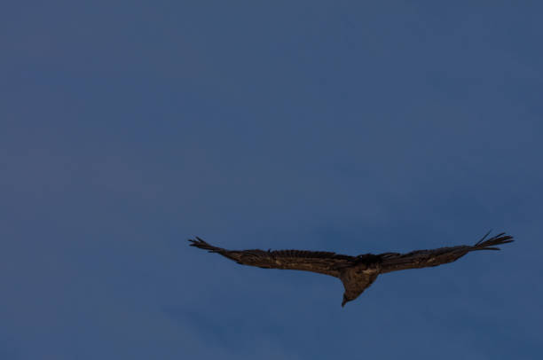 istock Condor flying  in Peru 1073070564
