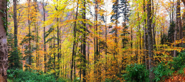 istock Natural forest with colorful multi colored leaves 1073071264