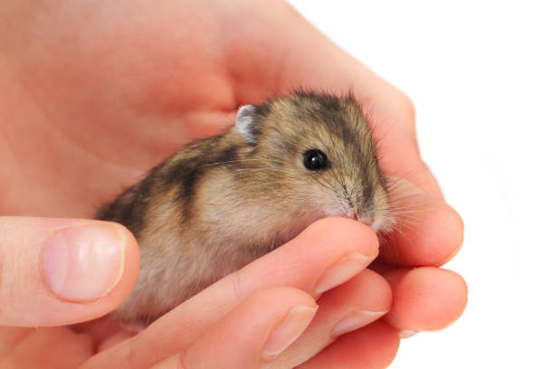 istock dzungarian mouse in the human hand 1073072812