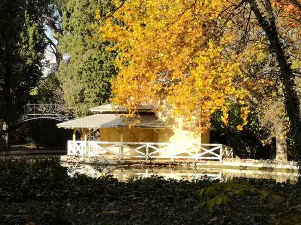 Autumn trees with yellow foliage in sunny autumn November park lit by sunshine.