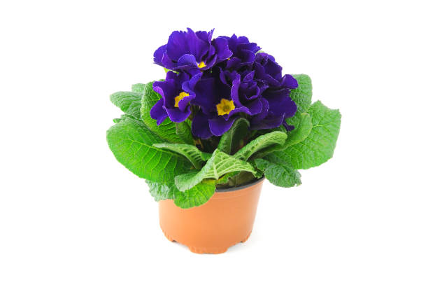 istock blue primula in flowerpot on isolated white background 1073076998