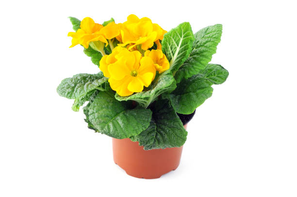 istock yellow primula in flowerpot on isolated white background 1073077002