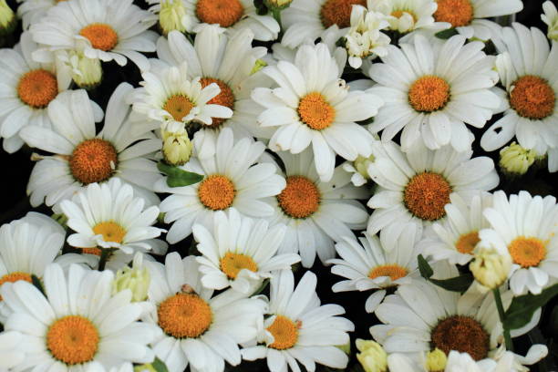 istock white marguerite flower background 1073077330