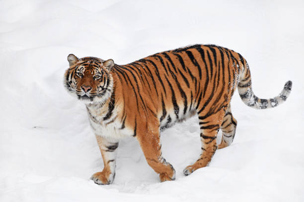 istock Siberian tiger standing in white winter snow 1073078578