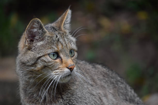 istock European wildcat side profile portrait close up 1073079600