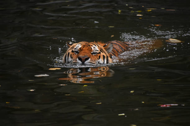 istock Siberian Amur tiger swimming in water 1073079608