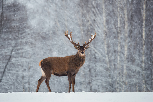 Christmas Scenic Wildlife Landscape With Red Noble Deer And Falling Snowflakes.Adult Deer (Cervus Elaphus, Cervidae ) With Snow-Covered Branched Antlers On The Background Of Snow-Covered Winter Forest