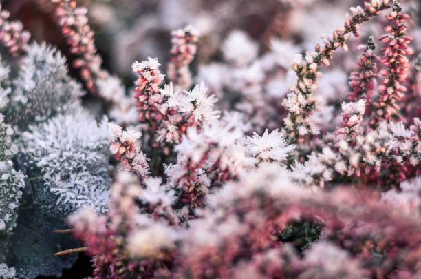 istock Plant covered with a frost 1073082294