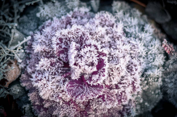 istock Plant covered with a frost 1073082336