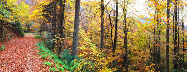 istock Natural forest with colorful multi colored leaves 1073084408