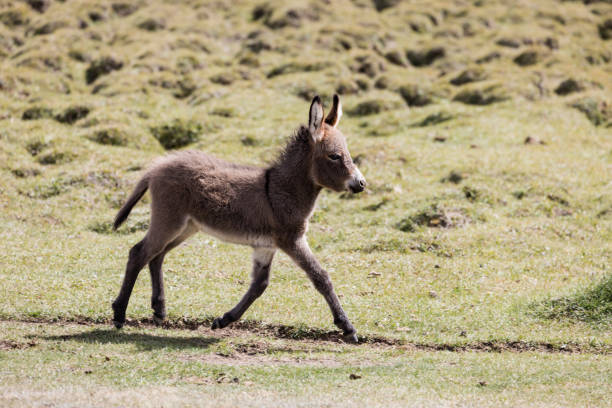 istock Young donkey runs over a meadow 1073084436