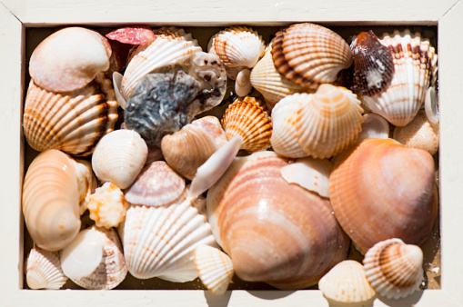 A closeup of sea shells of different shapes and colours in a wooden box.