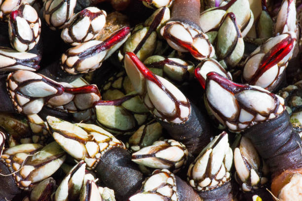 istock A close-up of freshly catched barnacles 1073085076