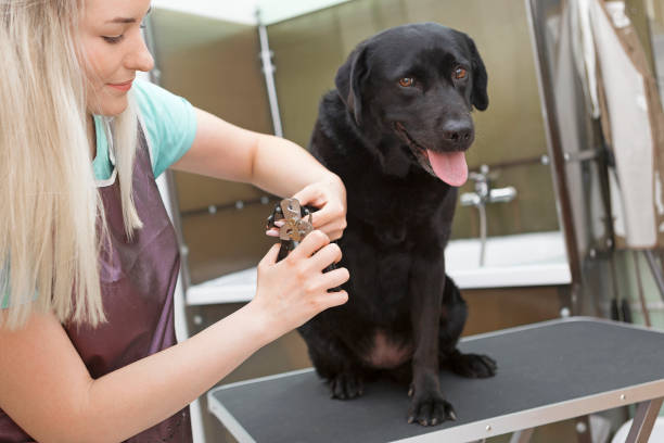 istock Labrador retriever dog getting nail treatment 1073087024
