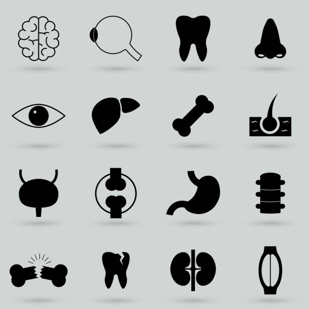 prosty zestaw narządów związanych z wektorowych ikon dla twojego projektu. - brain fetus art cell stock illustrations