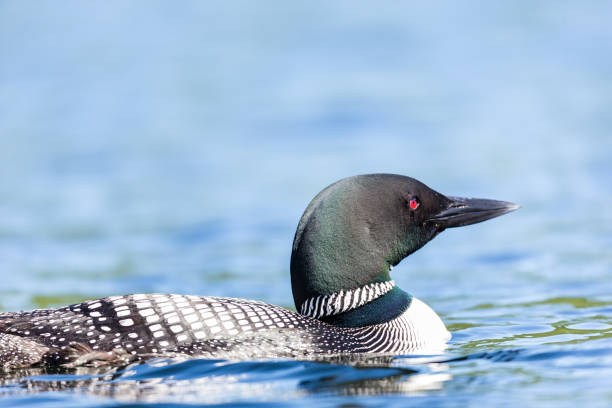 istock Common loon in a lake in northern Quebec Canada. 1073093996
