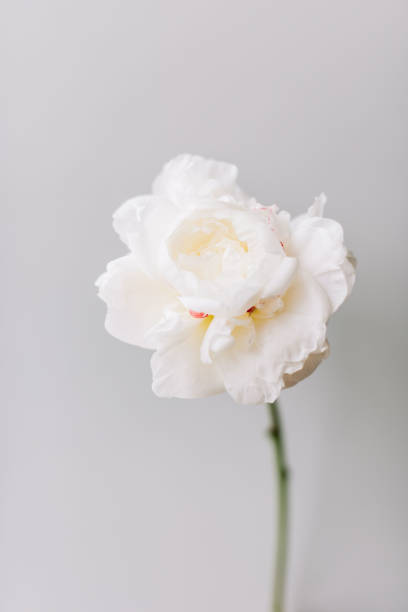 istock Beautiful blossoming single aromatic white Peony flower on the grey background, close up view 1073094548