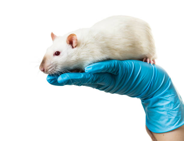 istock hands in medical gloves hold a rat 1073094876