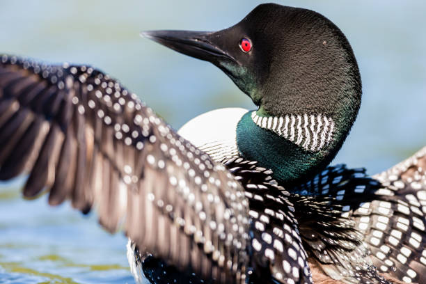 istock Common loon in a lake in northern Quebec Canada. 1073094896