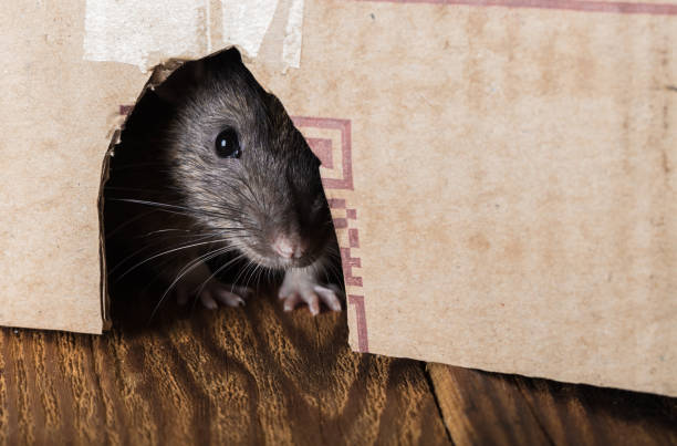 istock rat peeking out of the box 1073094908