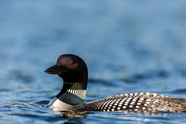 istock Common loon in a lake in northern Quebec Canada. 1073095978