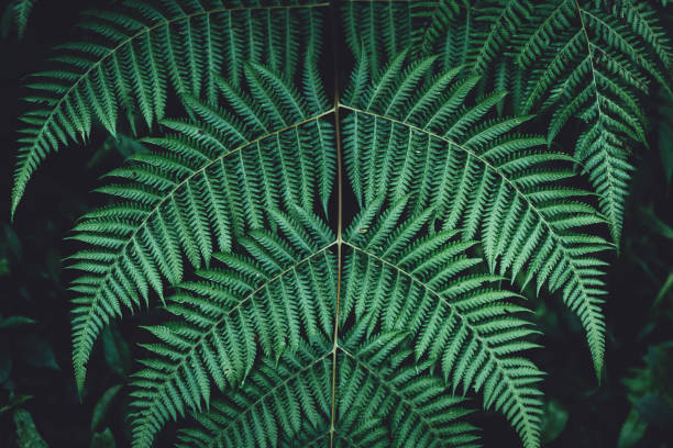 istock Fern foliage Dark green and cold detail leaf 1073098200