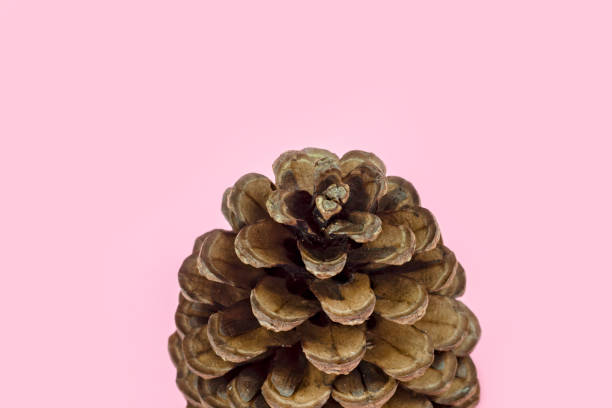 istock Brown pine cone on pastel pink paper background 1073098620