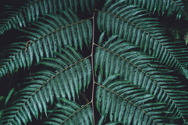 istock Fern foliage Dark green and cold detail leaf 1073098956