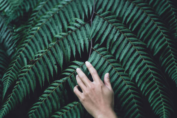 istock Fern foliage Dark green and cold detail leaf 1073099770