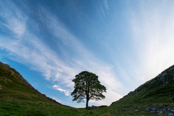 istock Sycamore Gap And Hadrian's Wall 1073100894