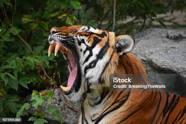 Close Up Front Portrait Of Indochinese Tiger Stock Photo - Download Image Now - Tiger, Roaring, Zoo