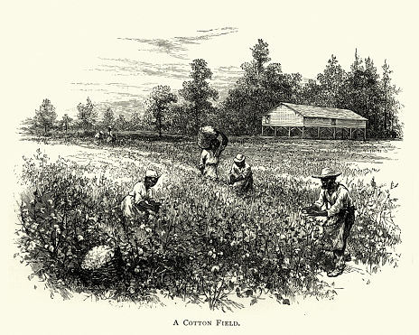 Vintage engraving of African americans harvisting crop in a cotton field, cotton in a field, on a cotton plantation, 19th Century