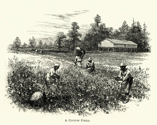 African americans harvisting crop in a cotton field, 19th Century Vintage engraving of African americans harvisting crop in a cotton field, cotton in a field, on a cotton plantation, 19th Century slave plantation stock illustrations