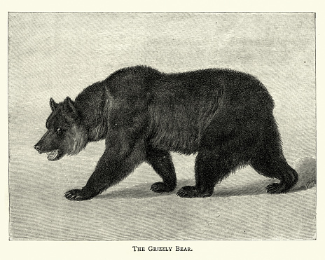 Vintage engraving of  Grizzly bear (Ursus arctos ssp.), 19th Century.