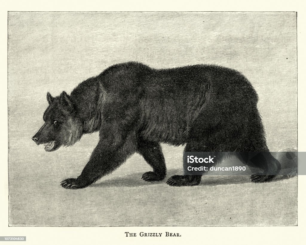 Grizzly bear (Ursus arctos ssp.) Vintage engraving of  Grizzly bear (Ursus arctos ssp.), 19th Century. Bear stock illustration