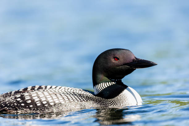 istock Common loon in a lake in northern Quebec Canada. 1073105188