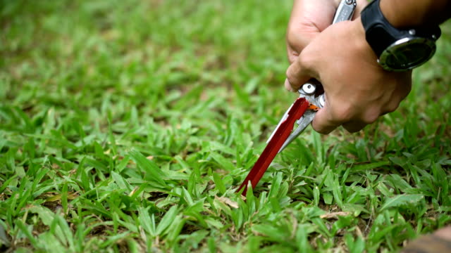 Man using multi tools pliers to removing tent peg from ground.