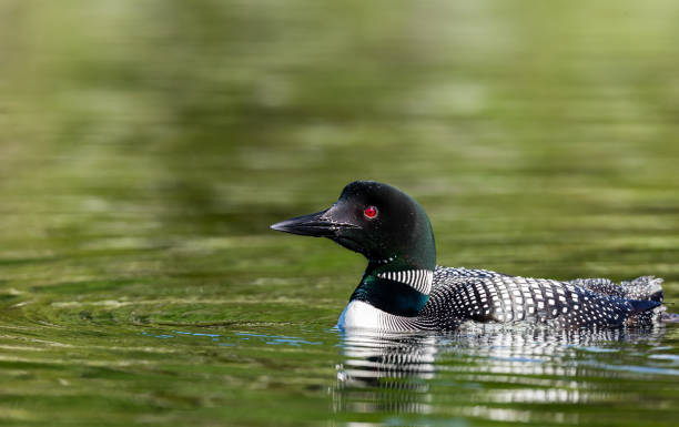 istock Common loon in a lake in northern Quebec Canada. 1073108194