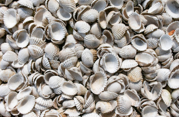Dry and White Shell cocks from the sea in Thailand stock photo