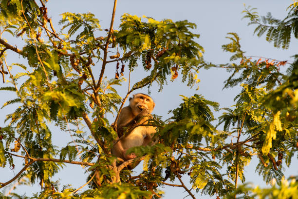 Crab-eating Macaque Monkey on tamarind tree and eating tamarind in the morning stock photo
