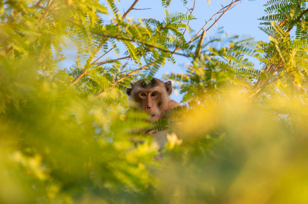 Crab-eating macaque monkey on tamarind tree with blur foreground of tamarind leaf stock photo
